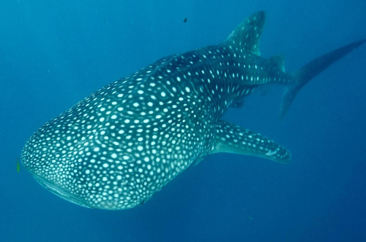 Afro Whale Shark Safari Bed & Breakfast Kilindoni Eksteriør bilde